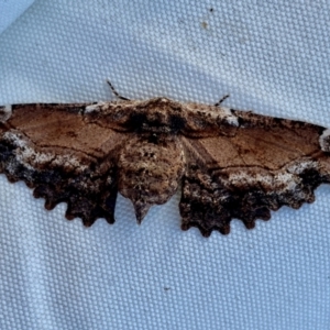 Pholodes sinistraria at Wingecarribee Local Government Area - 8 Dec 2023