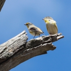 Pardalotus striatus (Striated Pardalote) at Mount Painter - 3 Dec 2023 by AlisonMilton