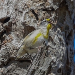 Pardalotus striatus at Mount Painter - 3 Dec 2023 08:01 AM