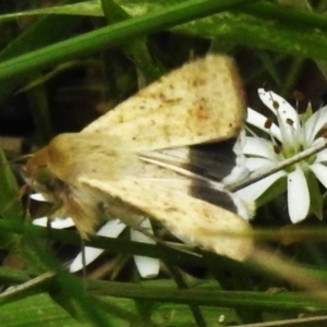 Helicoverpa punctigera at Brindabella National Park - 8 Dec 2023