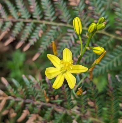 Bulbine glauca (Rock Lily) at Wee Jasper, NSW - 7 Dec 2023 by brettguy80