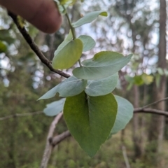 Eucalyptus bridgesiana (Apple Box) at Micalong Gorge - 8 Dec 2023 by Wildlifewarrior80