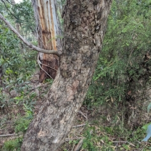 Eucalyptus bridgesiana at Micalong Gorge - 8 Dec 2023