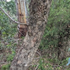 Eucalyptus bridgesiana at Micalong Gorge - 8 Dec 2023 12:42 PM