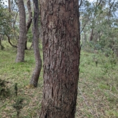 Eucalyptus (genus) (A Gum Tree) at Micalong Gorge - 8 Dec 2023 by Wildlifewarrior80