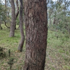 Eucalyptus sp. (A Gum Tree) at Micalong Gorge - 8 Dec 2023 by Wildlifewarrior80