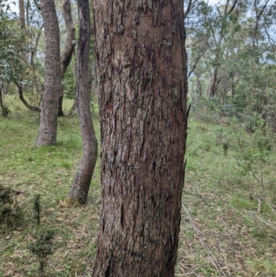 Eucalyptus (genus) (A Gum Tree) at Micalong Gorge - 8 Dec 2023 by Wildlifewarrior80