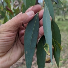 Eucalyptus sp. at Micalong Gorge - 8 Dec 2023