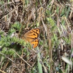 Heteronympha merope (Common Brown Butterfly) at Mount Painter - 3 Dec 2023 by AlisonMilton