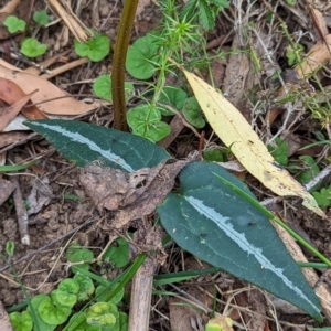 Clematis aristata at Micalong Gorge - 8 Dec 2023