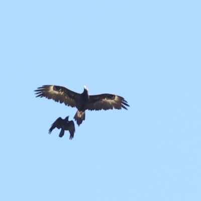 Aquila audax (Wedge-tailed Eagle) at Belconnen, ACT - 2 Dec 2023 by AlisonMilton