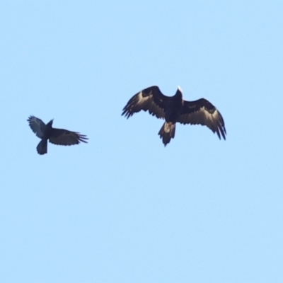 Corvus coronoides (Australian Raven) at Mount Painter - 2 Dec 2023 by AlisonMilton