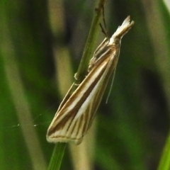 Hednota species near grammellus (Pyralid or snout moth) at Uriarra, NSW - 8 Dec 2023 by JohnBundock