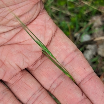 Vulpia (genus) (A Squirreltail Fescue) at Micalong Gorge - 8 Dec 2023 by Wildlifewarrior80