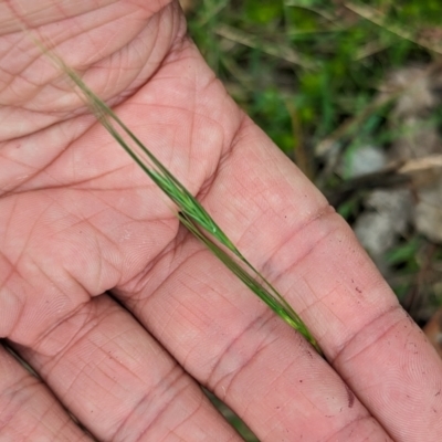 Vulpia sp. (A Squirreltail Fescue) at Micalong Gorge - 8 Dec 2023 by Wildlifewarrior80