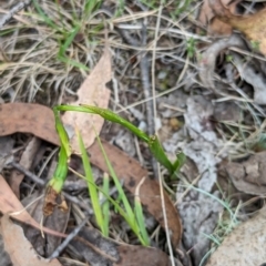 Diuris sp. (A Donkey Orchid) at Wee Jasper, NSW - 7 Dec 2023 by brettguy80