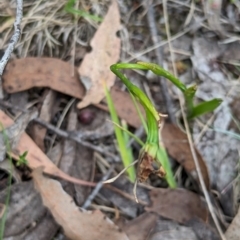 Diuris sp. at Micalong Descents - 8 Dec 2023