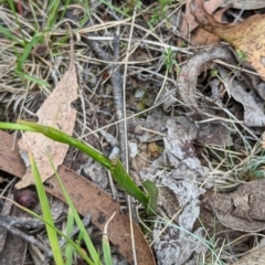 Diuris sp. at Micalong Descents - 8 Dec 2023