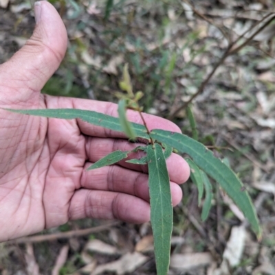 Eucalyptus radiata subsp. robertsonii (Robertson's Peppermint) at Micalong Gorge - 8 Dec 2023 by Wildlifewarrior80