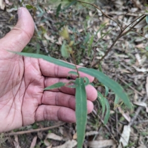 Eucalyptus radiata subsp. robertsonii at Micalong Gorge - 8 Dec 2023 12:45 PM