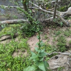 Verbascum virgatum (Green Mullein) at Micalong Gorge - 8 Dec 2023 by brettguy80