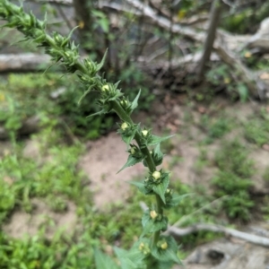 Verbascum virgatum at Micalong Gorge - 8 Dec 2023 11:39 AM