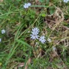 Stellaria pungens (Prickly Starwort) at Wee Jasper, NSW - 7 Dec 2023 by brettguy80