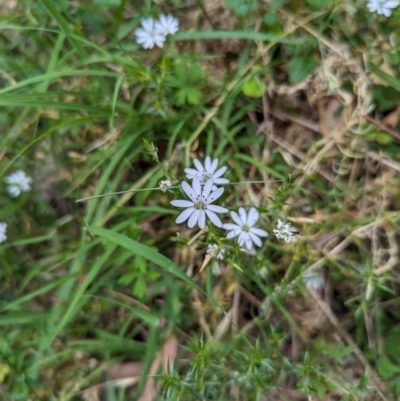 Stellaria pungens (Prickly Starwort) at Micalong Gorge - 8 Dec 2023 by Wildlifewarrior80