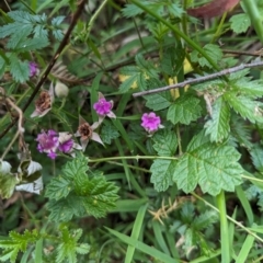 Rubus parvifolius (Native Raspberry) at Micalong Gorge - 8 Dec 2023 by Wildlifewarrior80