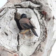 Acridotheres tristis (Common Myna) at Higgins, ACT - 12 Nov 2023 by AlisonMilton