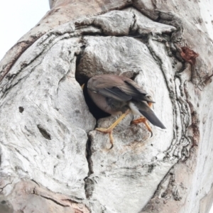 Acridotheres tristis at Higgins, ACT - 12 Nov 2023 07:56 AM