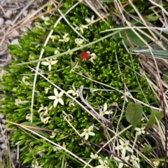 Stackhousia pulvinaris (Alpine Stackhousia) at Thredbo, NSW - 6 Dec 2023 by BethanyDunne