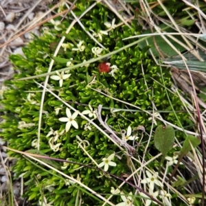 Stackhousia pulvinaris at Kosciuszko National Park - 7 Dec 2023