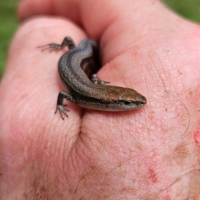 Lampropholis guichenoti (Common Garden Skink) at Braidwood, NSW - 8 Dec 2023 by MatthewFrawley