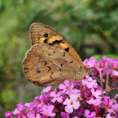 Heteronympha merope (Common Brown Butterfly) at Braidwood, NSW - 8 Dec 2023 by MatthewFrawley