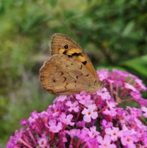 Heteronympha merope at QPRC LGA - 8 Dec 2023