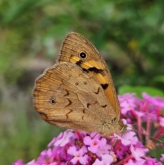 Heteronympha merope at QPRC LGA - 8 Dec 2023