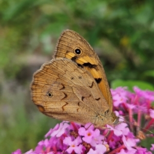 Heteronympha merope at QPRC LGA - 8 Dec 2023