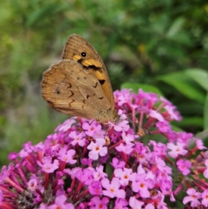 Heteronympha merope at QPRC LGA - 8 Dec 2023