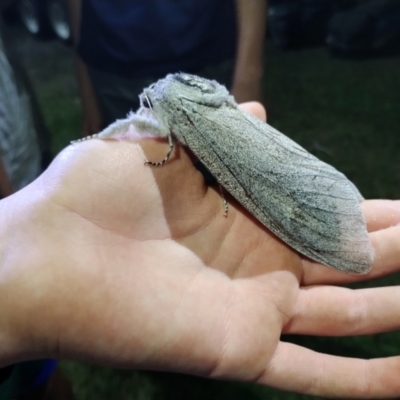 Endoxyla cinereas (Giant Wood Moth) at Noosaville, QLD - 8 Dec 2023 by alicia.perritt@hotmail.com