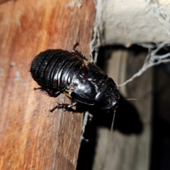 Panesthia australis (Common wood cockroach) at Braidwood, NSW - 8 Dec 2023 by MatthewFrawley