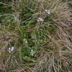 Myosotis australis (Austral Forget-Me-Not) at Rendezvous Creek, ACT - 4 Dec 2023 by BethanyDunne