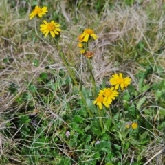 Senecio pinnatifolius var. alpinus at Rendezvous Creek, ACT - 4 Dec 2023 by BethanyDunne