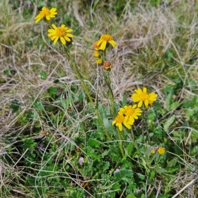 Senecio pinnatifolius var. alpinus at Rendezvous Creek, ACT - 4 Dec 2023 by BethanyDunne