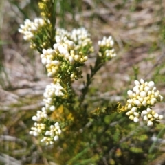 Comesperma retusum (Mountain Milkwort) at Namadgi National Park - 4 Dec 2023 by BethanyDunne