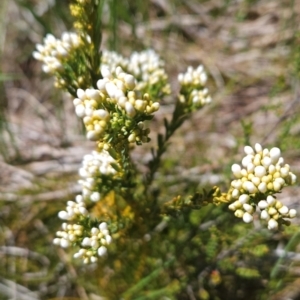 Comesperma retusum at Namadgi National Park - 4 Dec 2023 01:54 PM