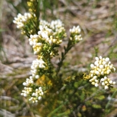 Comesperma retusum (Mountain Milkwort) at Namadgi National Park - 4 Dec 2023 by BethanyDunne