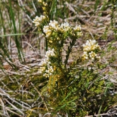 Comesperma retusum at Namadgi National Park - 4 Dec 2023 01:54 PM