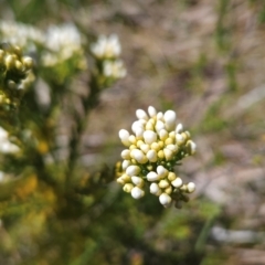 Comesperma retusum at Namadgi National Park - 4 Dec 2023 01:54 PM