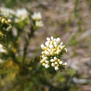 Comesperma retusum at Namadgi National Park - 4 Dec 2023